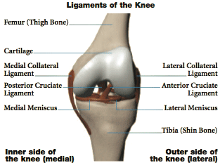 Knee Ligaments