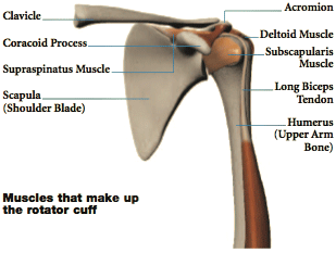 Rotator Cuff Repair