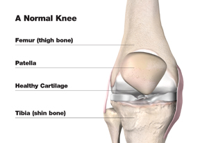 Normal Knee