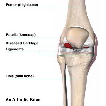 Knee Basics: What You Need To Know